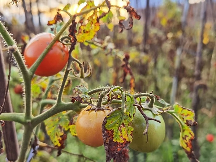Comment traiter les feuilles jaunes des tomates