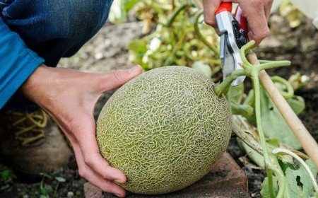 Cultiver des melons dans son jardin