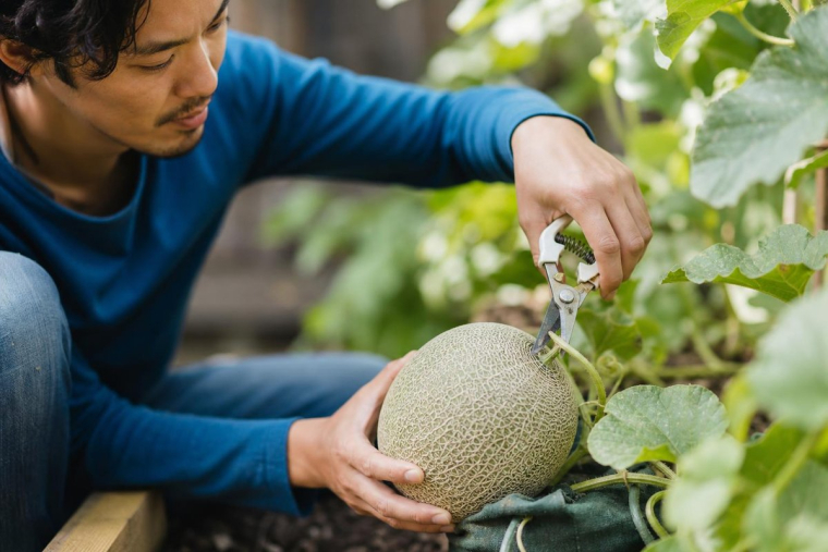 Cultiver des melons dans son jardin