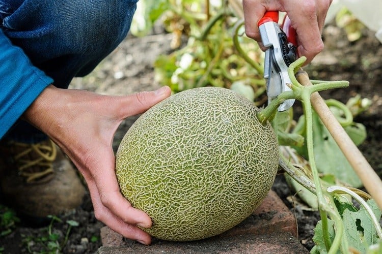 Growing melons in your garden