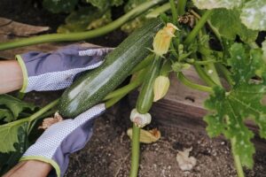 Faut-il tailler les courgettes pour avoir une production abondante