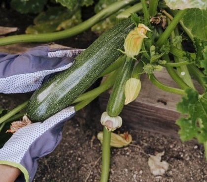 Faut-il tailler les courgettes pour avoir une production abondante