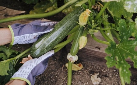 Faut-il tailler les courgettes pour avoir une production abondante