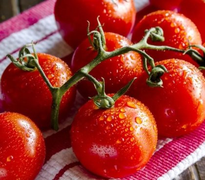 La tomate est-elle un fruit ou un légume