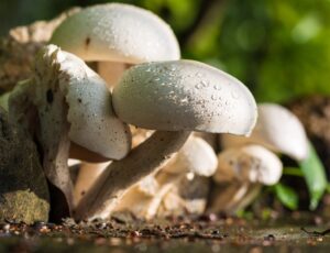 Le champignon est-il une plante ou un animal