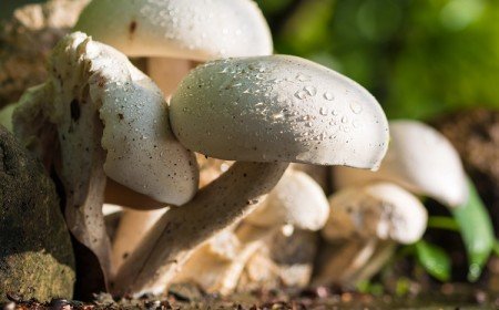 Le champignon est-il une plante ou un animal