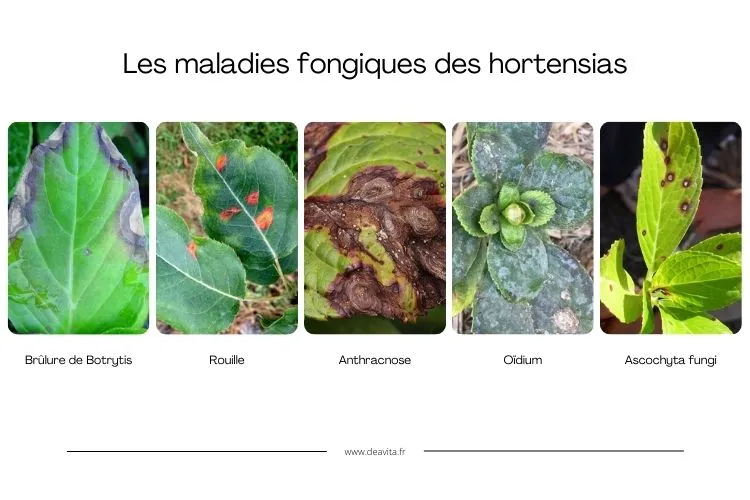 Les maladies fongiques des hortensias