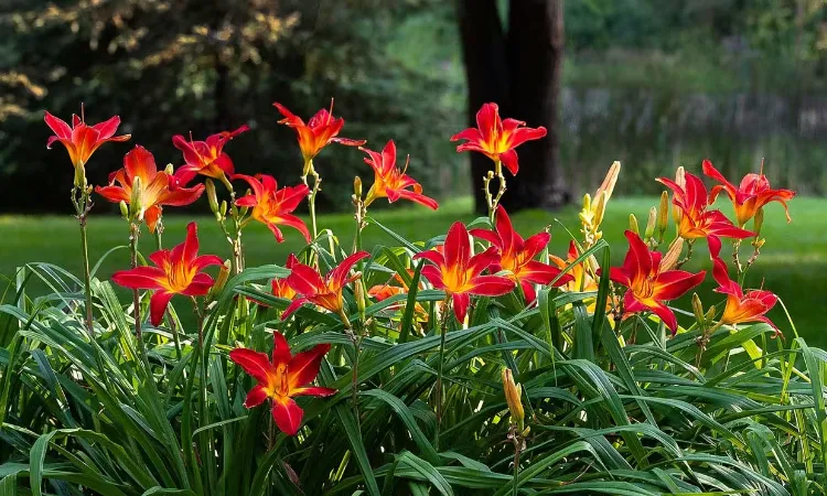 L'hémérocalle plantes orange pour égayer le jardin