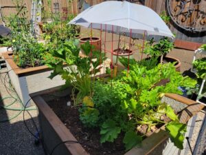 Pourquoi il est important de créer de l’ombre au potager