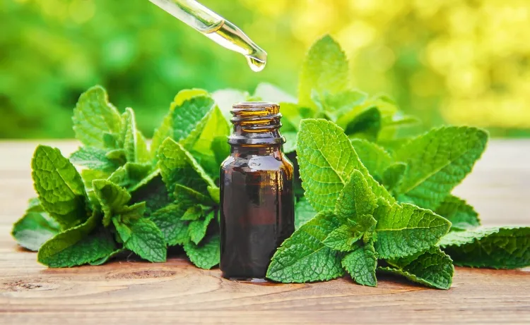 natural powerful painkiller mint oil anti inflammatory effects antimicrobial analgesic