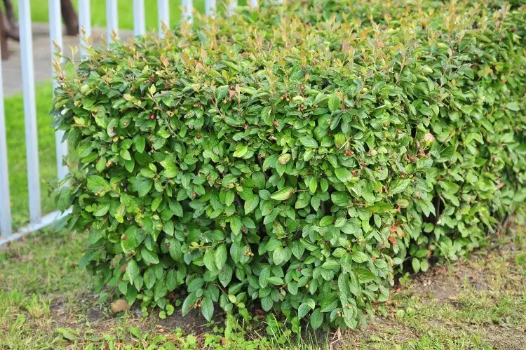 arbuste persistant cache-vue cotoneaster