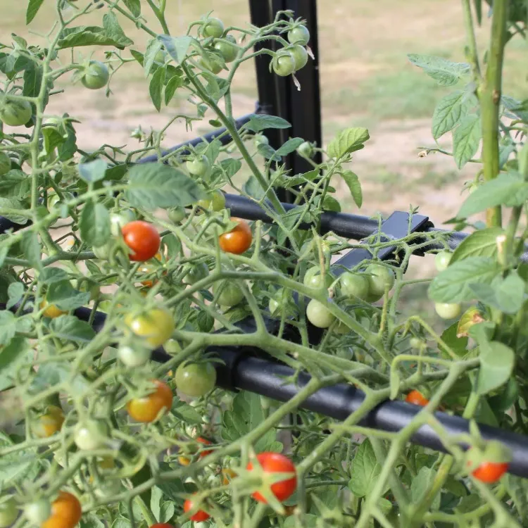 astuces pour avoir beaucoup tomates sur pied optimiser prolonger récolte