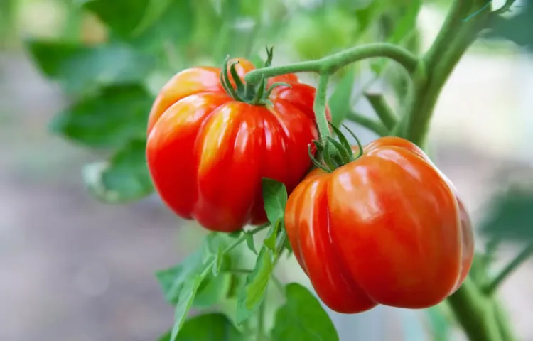 avoir de belles tomates avec engrais naturel 2022