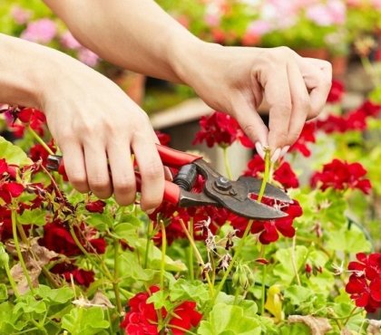 bouture de geraniums