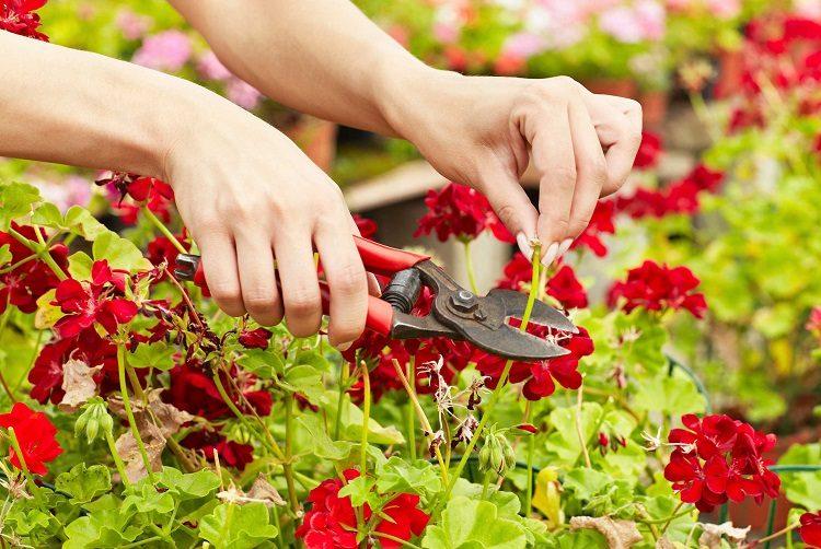 bouture de geraniums