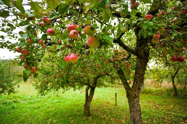 carence en potassium arbres fruitiers