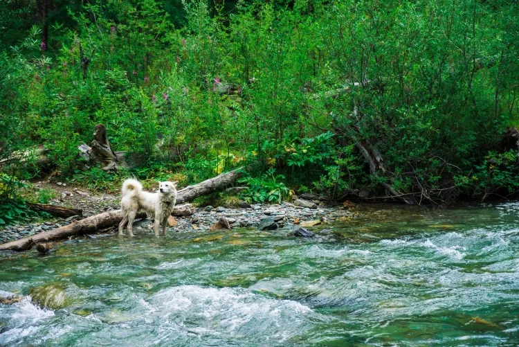 chien en chaleur montagne trouver cours eau propre rafraîchir boire