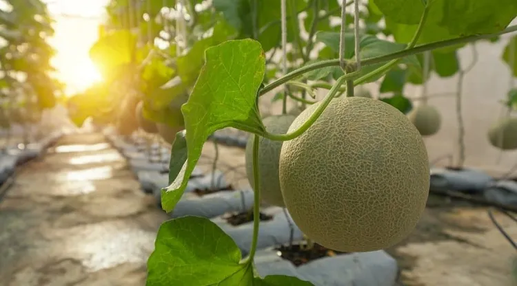 comment Cultiver des melons en hauteur