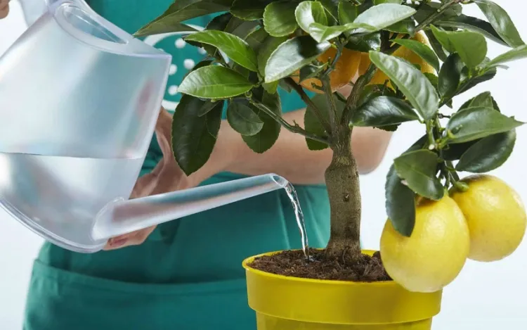 comment arroser un citronnier pour obtenir des citrons