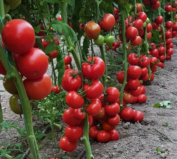 comment avoir beaucoup de tomates sur un pied astuces optimiser fructification
