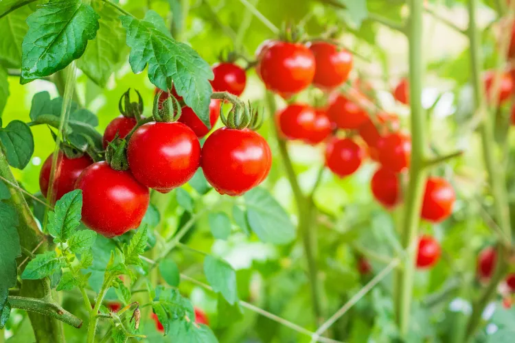 comment avoir beaucoup de tomates sur un pied astuces prolonger fructification