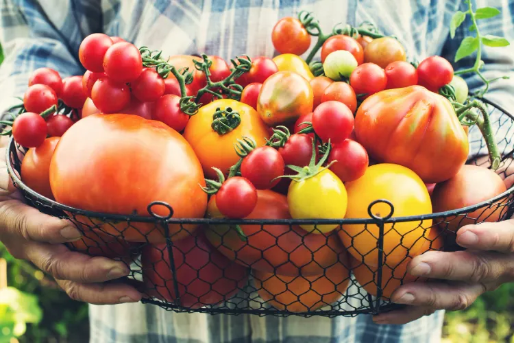 comment avoir beaucoup de tomates sur un pied optimiser prolonger récolte