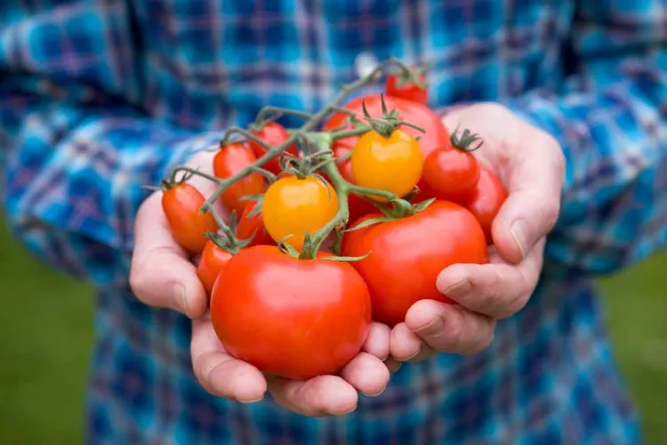 comment avoir beaucoup de tomates sur un pied plantation engrais arrosage