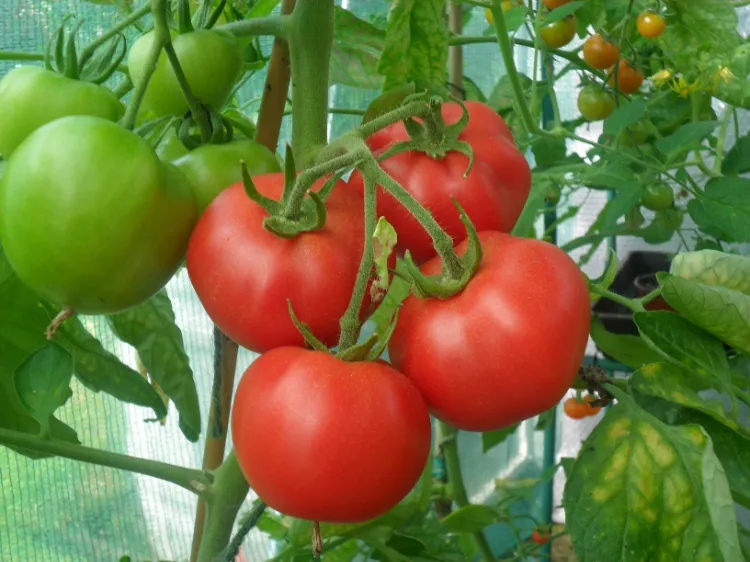 comment avoir beaucoup tomates par pied plantation engrais arrosage