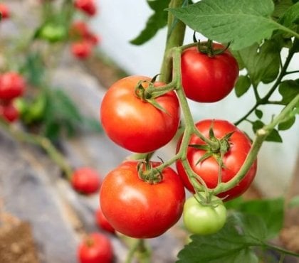 comment avoir beaucoup tomates sur un pied optimiser prolonger fructification