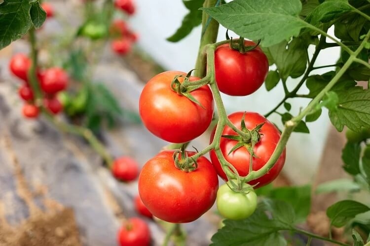 Comment Avoir Beaucoup De Tomates Sur Un Pied Que Faire Pour