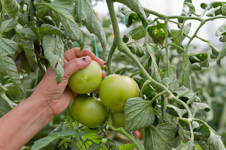 comment bien faire rougir les tomates en 2022
