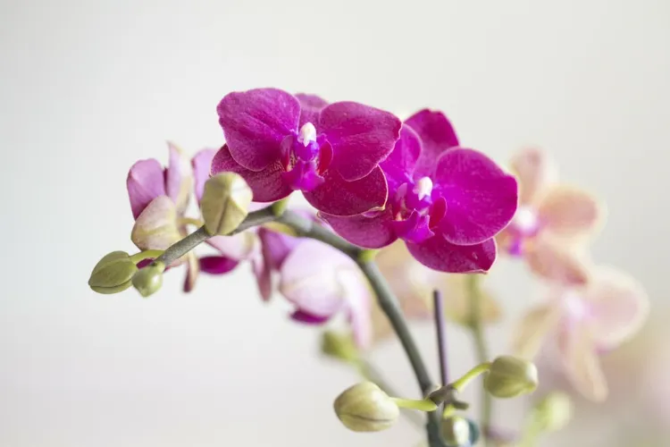 comment booster la floraison des orchidées 2022