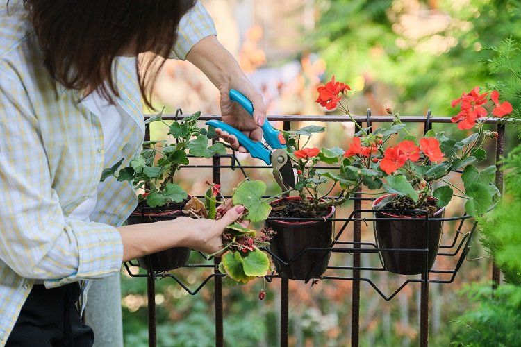 comment bouturer un geranium