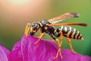 comment éloigner les guêpes afin d'éviter une piqûre