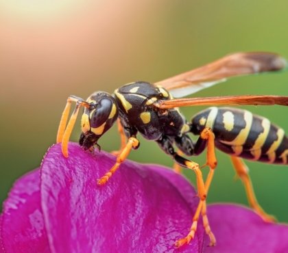 comment éloigner les guêpes afin d'éviter une piqûre