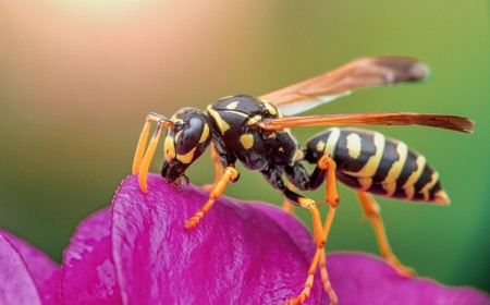 comment éloigner les guêpes afin d'éviter une piqûre