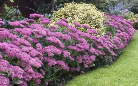 comment entretenir un sédum au jardin