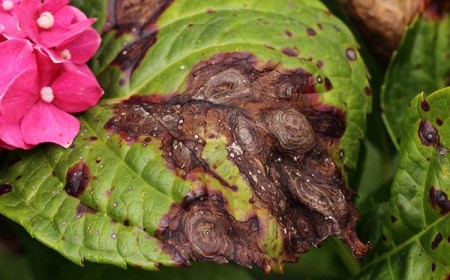 comment éviter le développement de champignons sur les hortensias