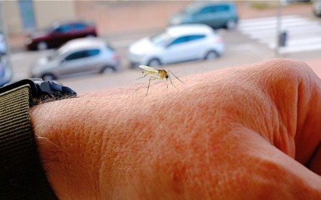 comment fabriquer un piège anti-moustiques 2022