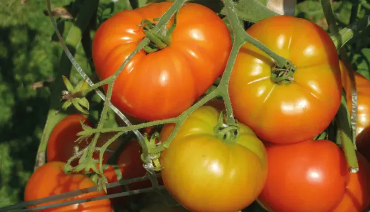 comment faire rougir les tomates plus rapidement 