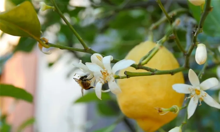 comment polliniser un citronnier d'intérieur pour obtenir des fruits