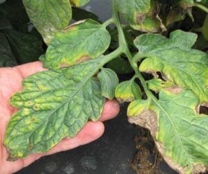 comment reconnaître le mildiou sur les tomates maladie fongique ravageuse astuces traitement naturel