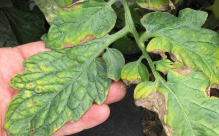 comment reconnaître le mildiou sur les tomates maladie fongique ravageuse astuces traitement naturel