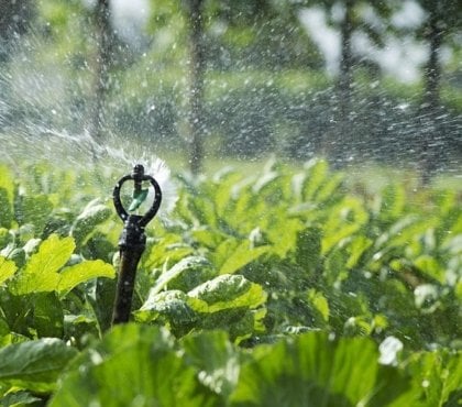 comment réduire consommation eau arrosage potager canicule 2022 erreurs éviter pour économiser eau jardin