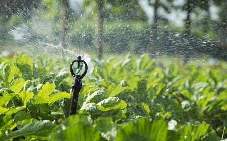 comment réduire consommation eau arrosage potager canicule 2022 erreurs éviter pour économiser eau jardin