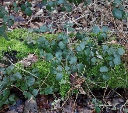 comment se débarrasser des ronces naturellement