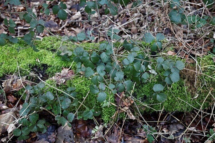 comment se débarrasser des ronces naturellement