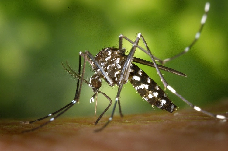 comment se protéger des moustiques naturellement