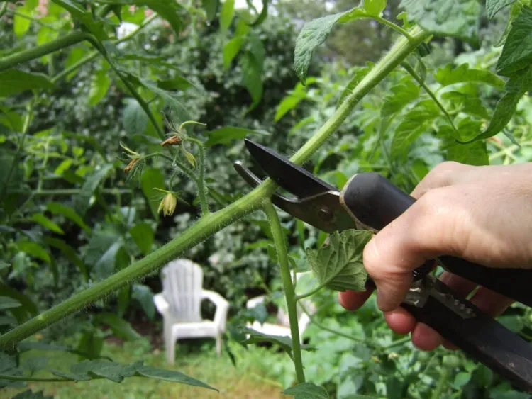comment tailler les tomates correctement