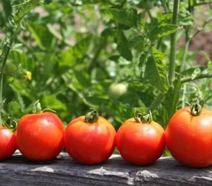comment tailler ses tomates pour augmenter la récolte